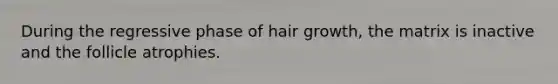 During the regressive phase of hair growth, the matrix is inactive and the follicle atrophies.