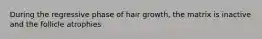 During the regressive phase of hair growth, the matrix is inactive and the follicle atrophies