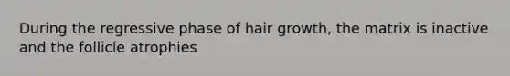 During the regressive phase of hair growth, the matrix is inactive and the follicle atrophies