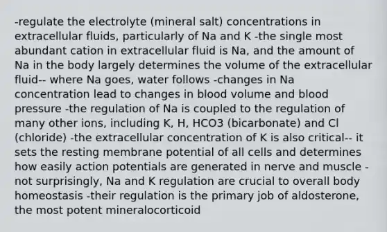 -regulate the electrolyte (mineral salt) concentrations in extracellular fluids, particularly of Na and K -the single most abundant cation in extracellular fluid is Na, and the amount of Na in the body largely determines the volume of the extracellular fluid-- where Na goes, water follows -changes in Na concentration lead to changes in blood volume and blood pressure -the regulation of Na is coupled to the regulation of many other ions, including K, H, HCO3 (bicarbonate) and Cl (chloride) -the extracellular concentration of K is also critical-- it sets the resting membrane potential of all cells and determines how easily action potentials are generated in nerve and muscle -not surprisingly, Na and K regulation are crucial to overall body homeostasis -their regulation is the primary job of aldosterone, the most potent mineralocorticoid