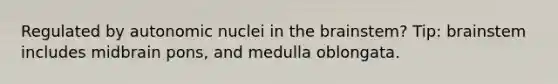 Regulated by autonomic nuclei in the brainstem? Tip: brainstem includes midbrain pons, and medulla oblongata.