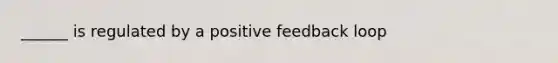 ______ is regulated by a positive feedback loop