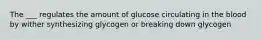 The ___ regulates the amount of glucose circulating in the blood by wither synthesizing glycogen or breaking down glycogen