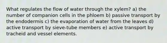 What regulates the flow of water through the xylem? a) the number of companion cells in the phloem b) passive transport by the endodermis c) the evaporation of water from the leaves d) active transport by sieve-tube members e) active transport by tracheid and vessel elements.