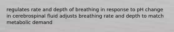 regulates rate and depth of breathing in response to pH change in cerebrospinal fluid adjusts breathing rate and depth to match metabolic demand