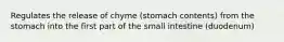 Regulates the release of chyme (stomach contents) from the stomach into the first part of the small intestine (duodenum)