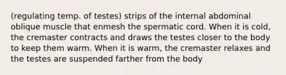 (regulating temp. of testes) strips of the internal abdominal oblique muscle that enmesh the spermatic cord. When it is cold, the cremaster contracts and draws the testes closer to the body to keep them warm. When it is warm, the cremaster relaxes and the testes are suspended farther from the body