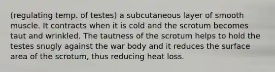 (regulating temp. of testes) a subcutaneous layer of smooth muscle. It contracts when it is cold and the scrotum becomes taut and wrinkled. The tautness of the scrotum helps to hold the testes snugly against the war body and it reduces the surface area of the scrotum, thus reducing heat loss.