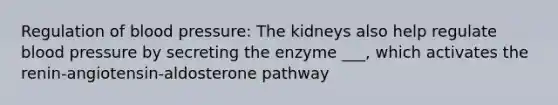 Regulation of blood pressure: The kidneys also help regulate blood pressure by secreting the enzyme ___, which activates the renin-angiotensin-aldosterone pathway