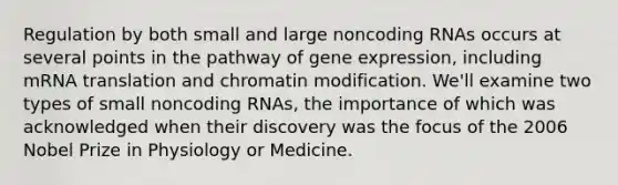 Regulation by both small and large noncoding RNAs occurs at several points in the pathway of gene expression, including mRNA translation and chromatin modification. We'll examine two types of small noncoding RNAs, the importance of which was acknowledged when their discovery was the focus of the 2006 Nobel Prize in Physiology or Medicine.