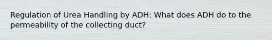 Regulation of Urea Handling by ADH: What does ADH do to the permeability of the collecting duct?