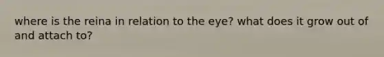 where is the reina in relation to the eye? what does it grow out of and attach to?