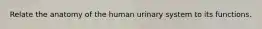 Relate the anatomy of the human urinary system to its functions.