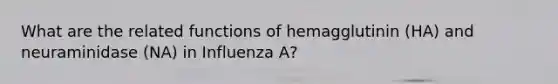 What are the related functions of hemagglutinin (HA) and neuraminidase (NA) in Influenza A?