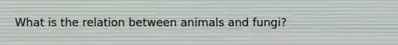 What is the relation between animals and fungi?