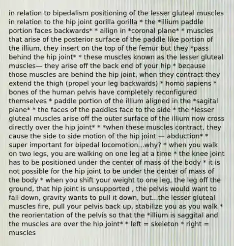 in relation to bipedalism positioning of the lesser gluteal muscles in relation to the hip joint gorilla gorilla * the *illium paddle portion faces backwards* * allign in *coronal plane* * muscles that arise of the posterior surface of the paddle like portion of the illium, they insert on the top of the femur but they *pass behind the hip joint* * these muscles known as the lesser gluteal muscles— they arise off the back end of your hip * because those muscles are behind the hip joint, when they contract they extend the thigh (propel your leg backwards) * <a href='https://www.questionai.com/knowledge/k9aqcXDhxN-homo-sapiens' class='anchor-knowledge'>homo sapiens</a> * bones of the human pelvis have completely reconfigured themselves * paddle portion of the illium aligned in the *sagital plane* * the faces of the paddles face to the side * the *lesser gluteal muscles arise off the outer surface of the illium now cross directly over the hip joint* * *when these muscles contract, they cause the side to side motion of the hip joint — abduction* * super important for bipedal locomotion...why? * when you walk on two legs, you are walking on one leg at a time * the knee joint has to be positioned under the center of mass of the body * it is not possible for the hip joint to be under the center of mass of the body * when you shift your weight to one leg, the leg off the ground, that hip joint is unsupported , the pelvis would want to fall down, gravity wants to pull it down, but...the lesser gluteal muscles fire, pull your pelvis back up, stabilize you as you walk * the reorientation of the pelvis so that the *illium is saggital and the muscles are over the hip joint* * left = skeleton * right = muscles