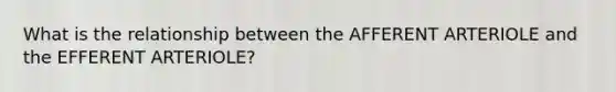 What is the relationship between the AFFERENT ARTERIOLE and the EFFERENT ARTERIOLE?