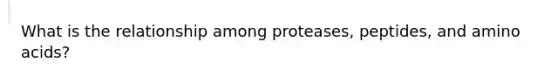 What is the relationship among proteases, peptides, and amino acids?