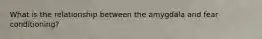 What is the relationship between the amygdala and fear conditioning?