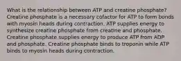 What is the relationship between ATP and creatine phosphate? Creatine phosphate is a necessary cofactor for ATP to form bonds with myosin heads during contraction. ATP supplies energy to synthesize creatine phosphate from creatine and phosphate. Creatine phosphate supplies energy to produce ATP from ADP and phosphate. Creatine phosphate binds to troponin while ATP binds to myosin heads during contraction.