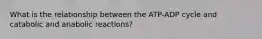 What is the relationship between the ATP-ADP cycle and catabolic and anabolic reactions?