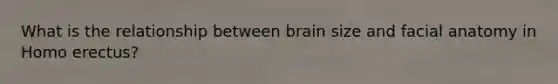 What is the relationship between brain size and facial anatomy in Homo erectus?