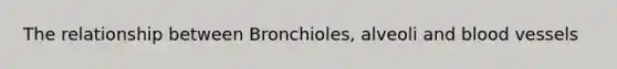 The relationship between Bronchioles, alveoli and blood vessels