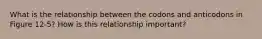 What is the relationship between the codons and anticodons in Figure 12-5? How is this relationship important?