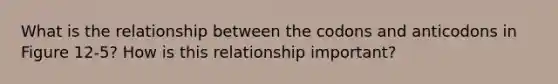 What is the relationship between the codons and anticodons in Figure 12-5? How is this relationship important?