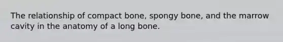 The relationship of compact bone, spongy bone, and the marrow cavity in the anatomy of a long bone.