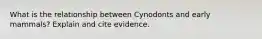 What is the relationship between Cynodonts and early mammals? Explain and cite evidence.