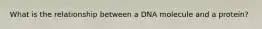 What is the relationship between a DNA molecule and a protein?