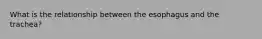 What is the relationship between the esophagus and the trachea?