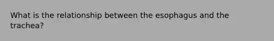 What is the relationship between the esophagus and the trachea?