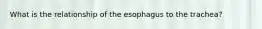 What is the relationship of the esophagus to the trachea?