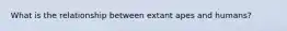 What is the relationship between extant apes and humans?