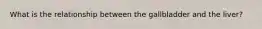 What is the relationship between the gallbladder and the liver?