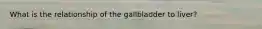 What is the relationship of the gallbladder to liver?