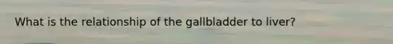 What is the relationship of the gallbladder to liver?