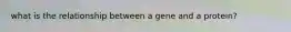 what is the relationship between a gene and a protein?