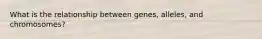 What is the relationship between genes, alleles, and chromosomes?