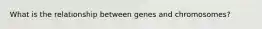 What is the relationship between genes and chromosomes?