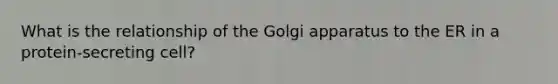 What is the relationship of the Golgi apparatus to the ER in a protein-secreting cell?