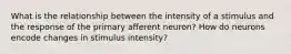 What is the relationship between the intensity of a stimulus and the response of the primary afferent neuron? How do neurons encode changes in stimulus intensity?