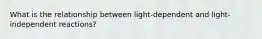 What is the relationship between light-dependent and light-independent reactions?