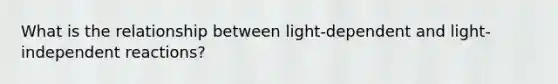 What is the relationship between light-dependent and light-independent reactions?