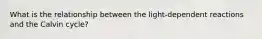 What is the relationship between the light-dependent reactions and the Calvin cycle?