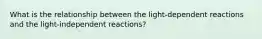 What is the relationship between the light-dependent reactions and the light-independent reactions?