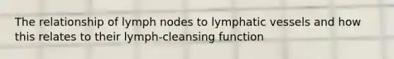 The relationship of lymph nodes to <a href='https://www.questionai.com/knowledge/ki6sUebkzn-lymphatic-vessels' class='anchor-knowledge'>lymphatic vessels</a> and how this relates to their lymph-cleansing function