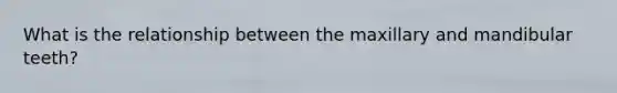 What is the relationship between the maxillary and mandibular teeth?